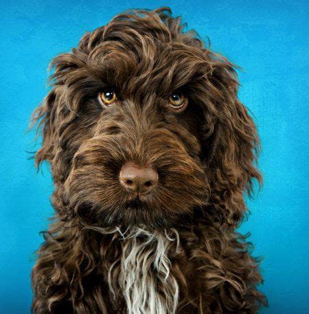 brown cockapoo - Google Search | Cockapoo dog, Yorkshire ...