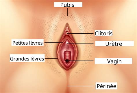 Clitoris Anatomie Taille Zone Rog Ne