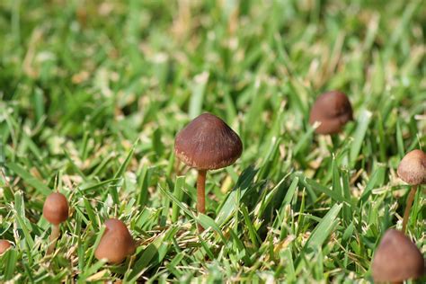 How To Get Rid Of Large Mushrooms In My Lawn - All Mushroom Info