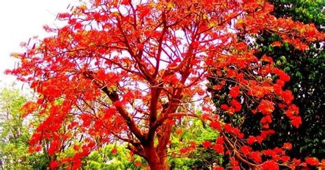 Introduction indian scenario pomegranate 1. May Flower Tree in full bloom. Bangalore India | Flowers ...