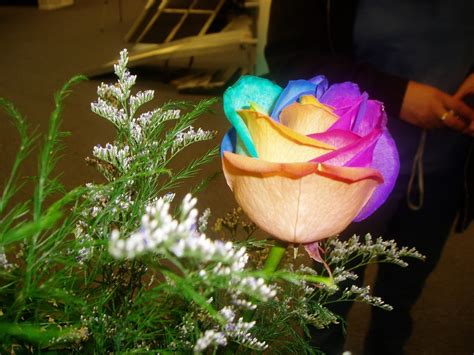 Flower Homes Rainbow Roses