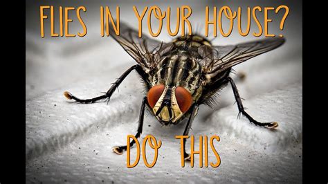 Food sources and ideal breeding areas. How to Get Rid of Flies in your Home - YouTube