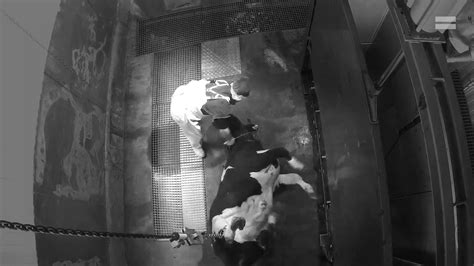 Shocking Leaked Footage Inside Horror Slaughterhouse Ananova