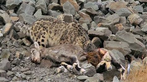 Snow Leopard Eating Prey Stock Video Clip K0029155 Science Photo