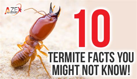 10 Termite Facts You Might Not Know Azex Pest Solutions