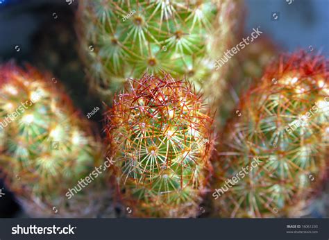 This cactus looks like it's giving the middle finger. Little Cactus Looks Like Finger Stock Photo 16061230 ...