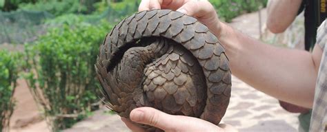 China Officially Remove The Endangered Pangolin From Traditional
