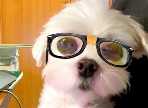 27 Dogs With Snapchat Filters That Will Make Your Day So Much Better