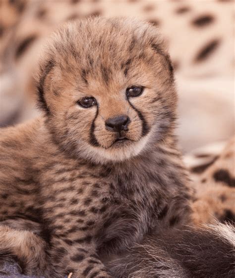Exploring 6 Amazing Baby Cheetah Facts You Need to Know - Animal Corner