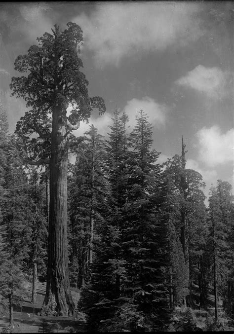 History And Culture Sequoia And Kings Canyon National Parks Us