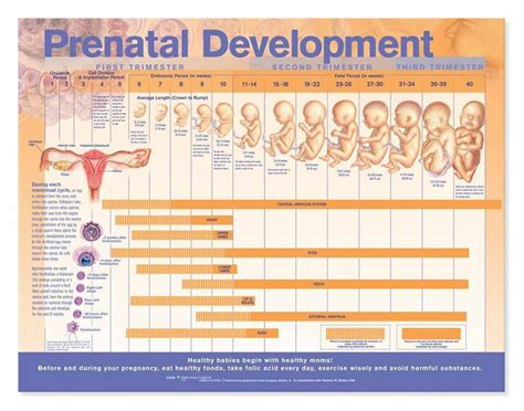 Wolters Kluwer Prenatal Development Laminated Anatomical Chart