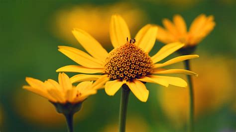 Dunbar floral and gifts is your local florist for weddings, funerals, holidays, and special occasions. Flowers, Hartley Nature Center - Duluth MN USA, 07/19/18 ...