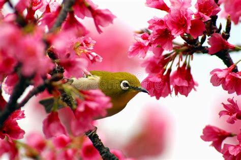 Japanese White Eye On A Cherry Blossom Tree Stock Image Image Of