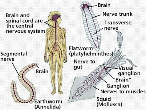 the nervous system