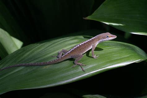 A Resting Green Anole Anolis Carolinensis From Louisiana The