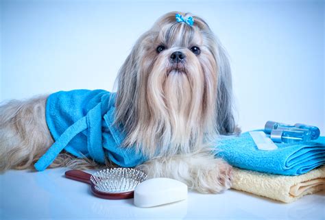 Mobile Pet Grooming Services Toronto | Mississauga, Richmond Hill