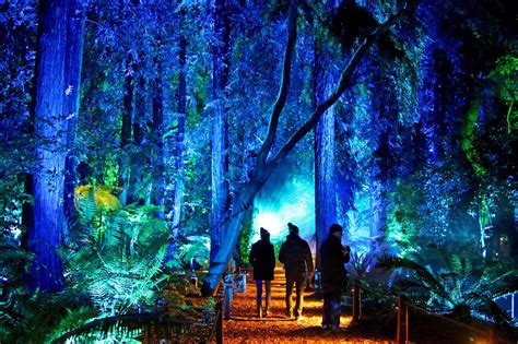 2019 Enchanted Forest Of Light La — Average Socialite
