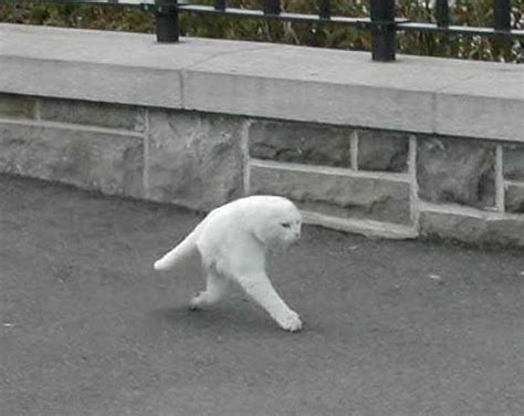 But back leg weakness can also rear its ugly head. Half Cat / Panorama Fail Cat | Know Your Meme