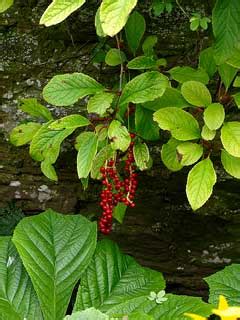 It is the berry of a climbing vine that grows in northern china and russia. Schisandra grandiflora PFAF Plant Database