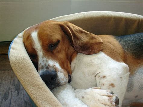 Basset Beagle Mix Puppies