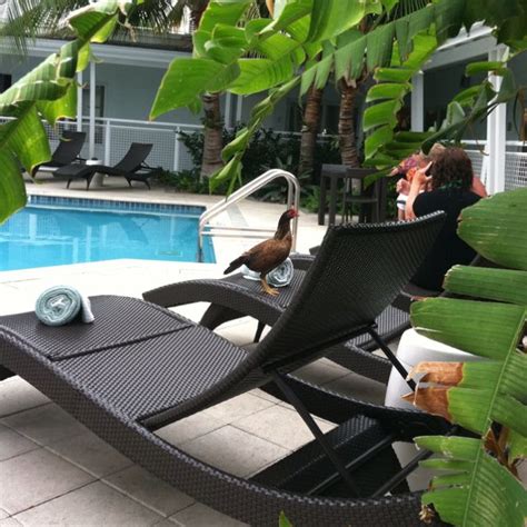 Features include a daily continental breakfast, heated pool with a hot tub, and a bar. Orchid Key Inn, Key West, Florida | Key west, Key west hotels