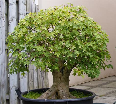 The sugar maple tree is one of the sugar maple seeds soil type: Rumah Tanti: AUTUMN AND MAPLES TREE