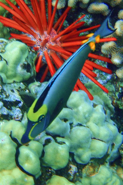 27 Best Images About Hawaii Marine Life On Pinterest