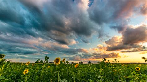 Sommer zeigte auf der letzten iaa eine komplette transportkette für die letzte meile in der paketlogistik. Sommer, Sonne, Sonnenblumen - Michael Sauer Fotografie ...