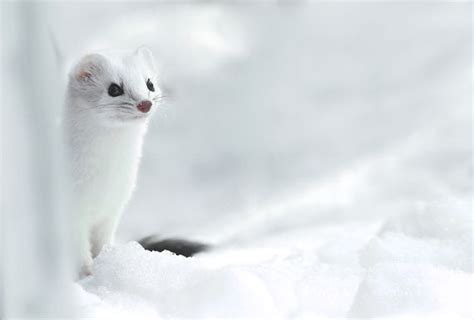 1000 Images About Ermine In Winter An Animal With 2 Coats On