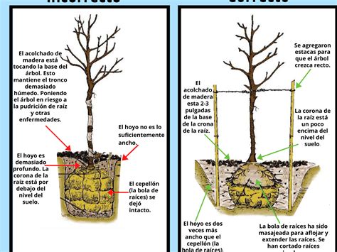 ¿cómo Plantar Un árbol Desde Cero Cómo Plantar Un árbol Y Ayudar Al