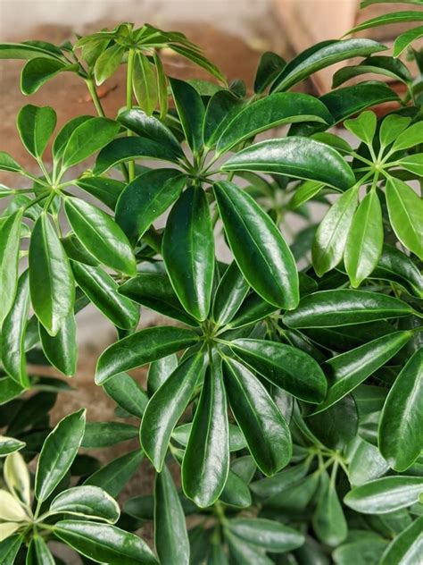 Looking For Umbrella Plant Care Tips This Post Shares Everything You Need To Know To Keep Your