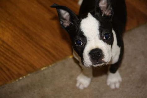When signing on behalf of a corporation or other entity/organization, instead of your individual capacity, you sign on the by line and state what title you hold on the its line. When Do Boston Terriers Ears Stand Up? What If They Don't ...