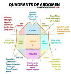 To further increase precision, anatomists standardize the way in which they figure 1.16 regions and quadrants of the peritoneal cavity there are (a) nine abdominal regions. Abd quadrants | Nurse / work related | Pinterest | Med surg nursing, Radiology and Nursing ...
