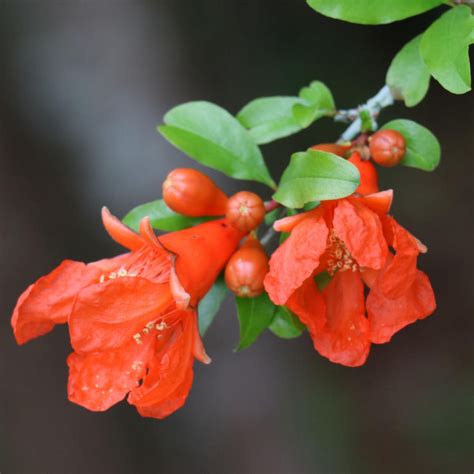 Dwarf Pomegranate Tree Plant Addicts