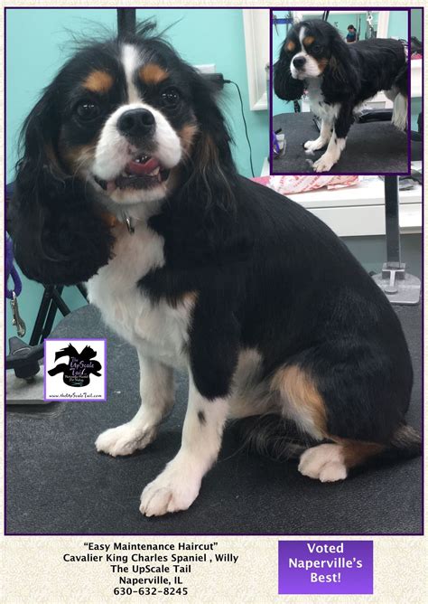 77 Cool Haircut For Cavalier King Charles Spaniel - Haircut Trends