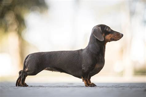 Dachshund Size Lifespan Temperament And Pictures
