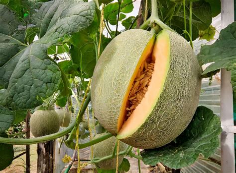 Inilah Manfaat Buah Melon Untuk Asam Lambung Yang Jarang Diketahui Sijanol Com