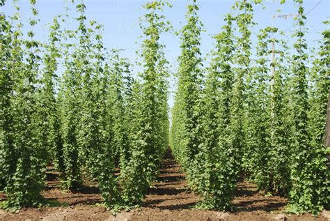 They are trained up strings or wires which support the plants and allow them significantly greater growth with the same male and female flowers of the hop plant develop on separate plants (dioecious). Hops Plant Spacing: What Are The Spacing Requirements For Hops