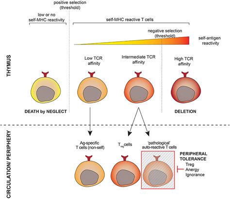 Frontiers Autoreactive T Lymphocytes In Inflammatory Skin Diseases