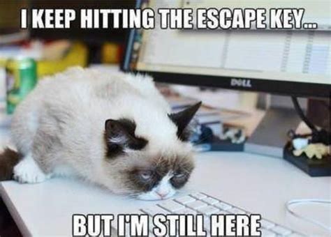 Best Grumpy Cat Memes Of All Time Image Memes At