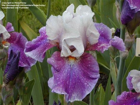 Plantfiles Pictures Tall Bearded Iris Glad Heart Iris By Puttytat