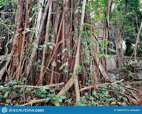 Dense Equatorial Vegetation With Tall Tropical Rainforest Trees And