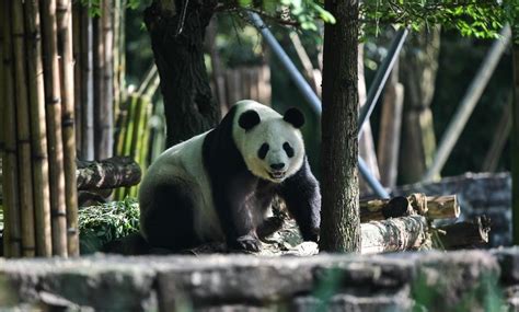 Giant Pandas Return To China After Years In Us Shine News