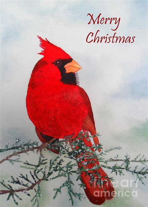 Cardinal Merry Christmas By Laurel Best