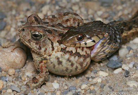 #snake the eastern garter snake (thamnophis sirtalis sirtalis) is one of the most common snakes in the eastern united states. Survival of the Fittest | Lizard, Animals, Reptile snakes