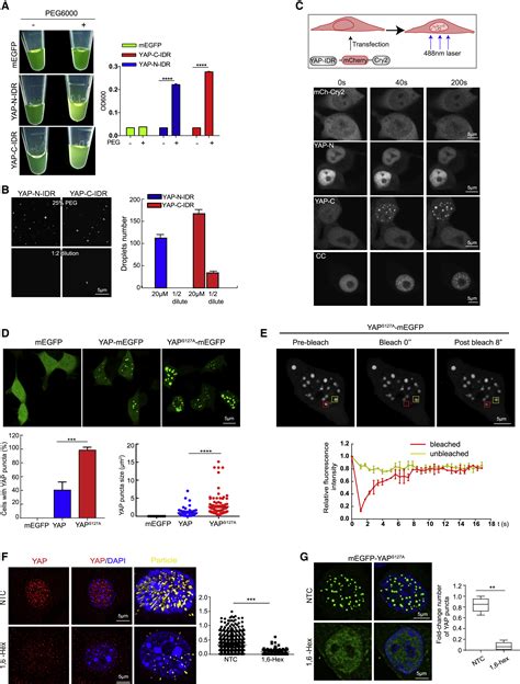 Interferon γ Induces Tumor Resistance To Anti Pd 1 Immunotherapy By