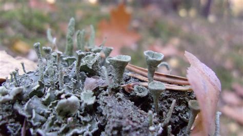 Proper underground mycelium, and an overhaul of mushrooms ...