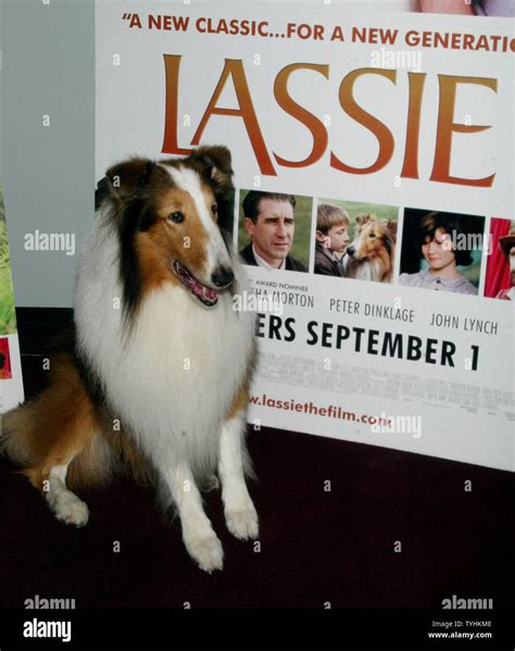 Lassie Arrives For The Premiere Of His New Movie Lassie At The French