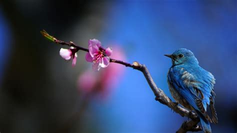 Desktop Wallpaper Bluebird Close Up Tree Branch Bloom Hd Image