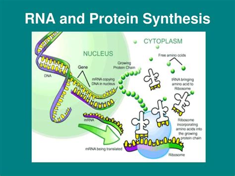 At least 50 μg of the synthesized mrna is dissolved in depc treated dw and packaged in dry ice for shipping. PPT - RNA and Protein Synthesis PowerPoint Presentation ...